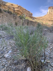 Astragalus racemosus treleasei