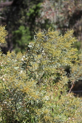 Acacia decora
