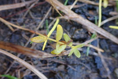 Lysimachia maritima