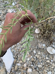 Astragalus racemosus treleasei