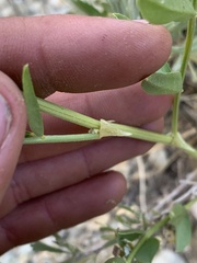 Astragalus racemosus treleasei