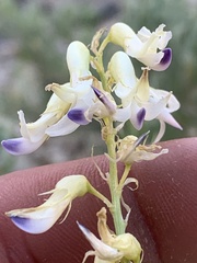 Astragalus racemosus treleasei