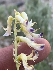 Astragalus racemosus treleasei