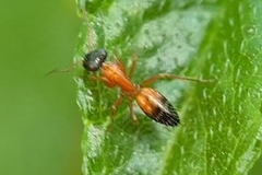 Opisthopsis rufithorax