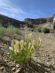 Astragalus racemosus treleasei