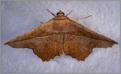 Polyacme dissimilis