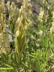 Astragalus racemosus treleasei