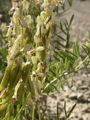 Astragalus racemosus treleasei