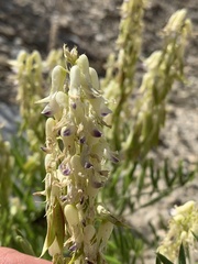 Astragalus racemosus treleasei