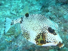 Lactophrys triqueter