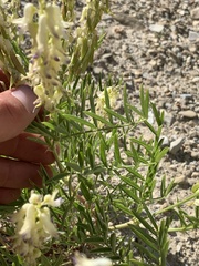 Astragalus racemosus treleasei