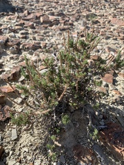 Artemisia pygmaea