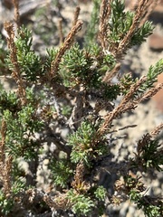 Artemisia pygmaea