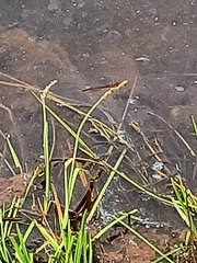 Xanthocnemis zealandica