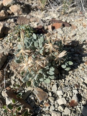 Chamaechaenactis scaposa