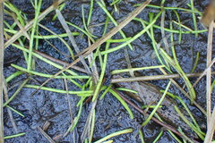 Lilaeopsis occidentalis