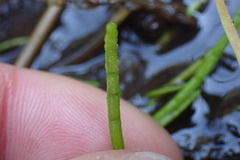 Lilaeopsis occidentalis