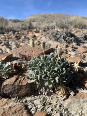 Chamaechaenactis scaposa