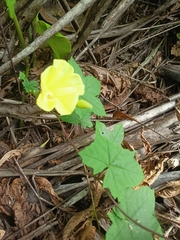 Camonea vitifolia