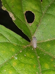 Plectoderini