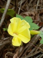 Camonea vitifolia