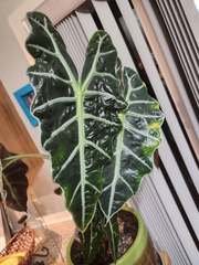 Alocasia amazonica
