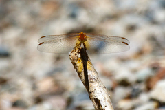 Diplacodes haematodes