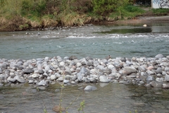 Hymenolaimus malacorhynchos