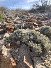 Eriogonum shockleyi