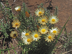 Helichrysum herbaceum