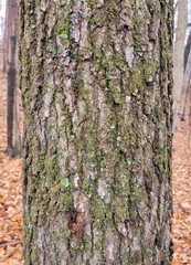 Quercus velutina