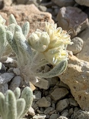 Eriogonum shockleyi