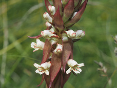 Satyrium cristatum cristatum