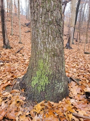Quercus velutina