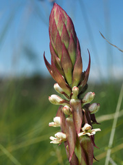 Satyrium cristatum cristatum