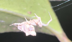 Uloboridae