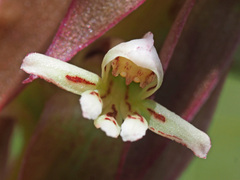 Satyrium cristatum cristatum