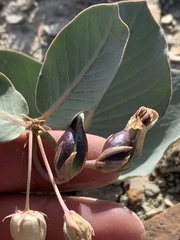 Asclepias cryptoceras