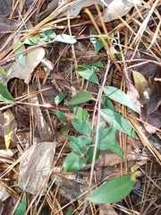 Gelsemium sempervirens