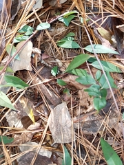 Gelsemium sempervirens