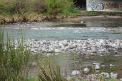 Hymenolaimus malacorhynchos