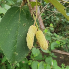 Helicteres baruensis image