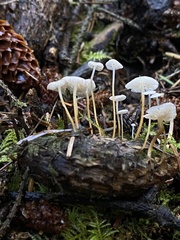 Strobilurus occidentalis