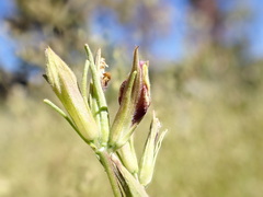 Cordylanthus ramosus