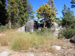 Cordylanthus ramosus