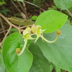 Helicteres baruensis