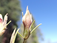 Cordylanthus ramosus