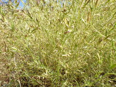 Cordylanthus ramosus