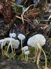 Strobilurus occidentalis