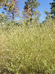 Cordylanthus ramosus